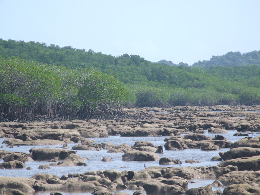 Microatolls on the shore