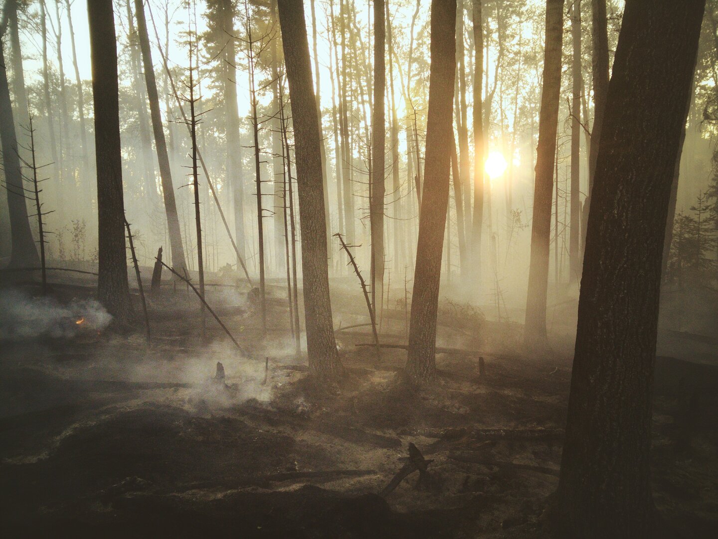 Forest with fog 