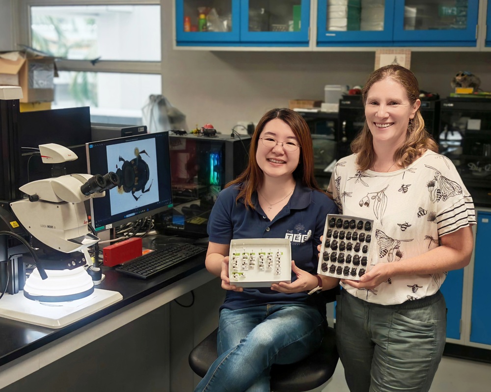 Dung beetles offer insights into Singapore's biodiversity as NTU researchers find DNA in their guts reveals elusive wildlife