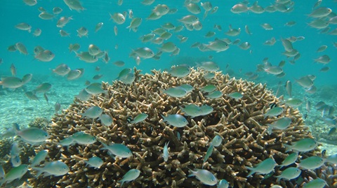 Coral reefs in the Indo-pacific