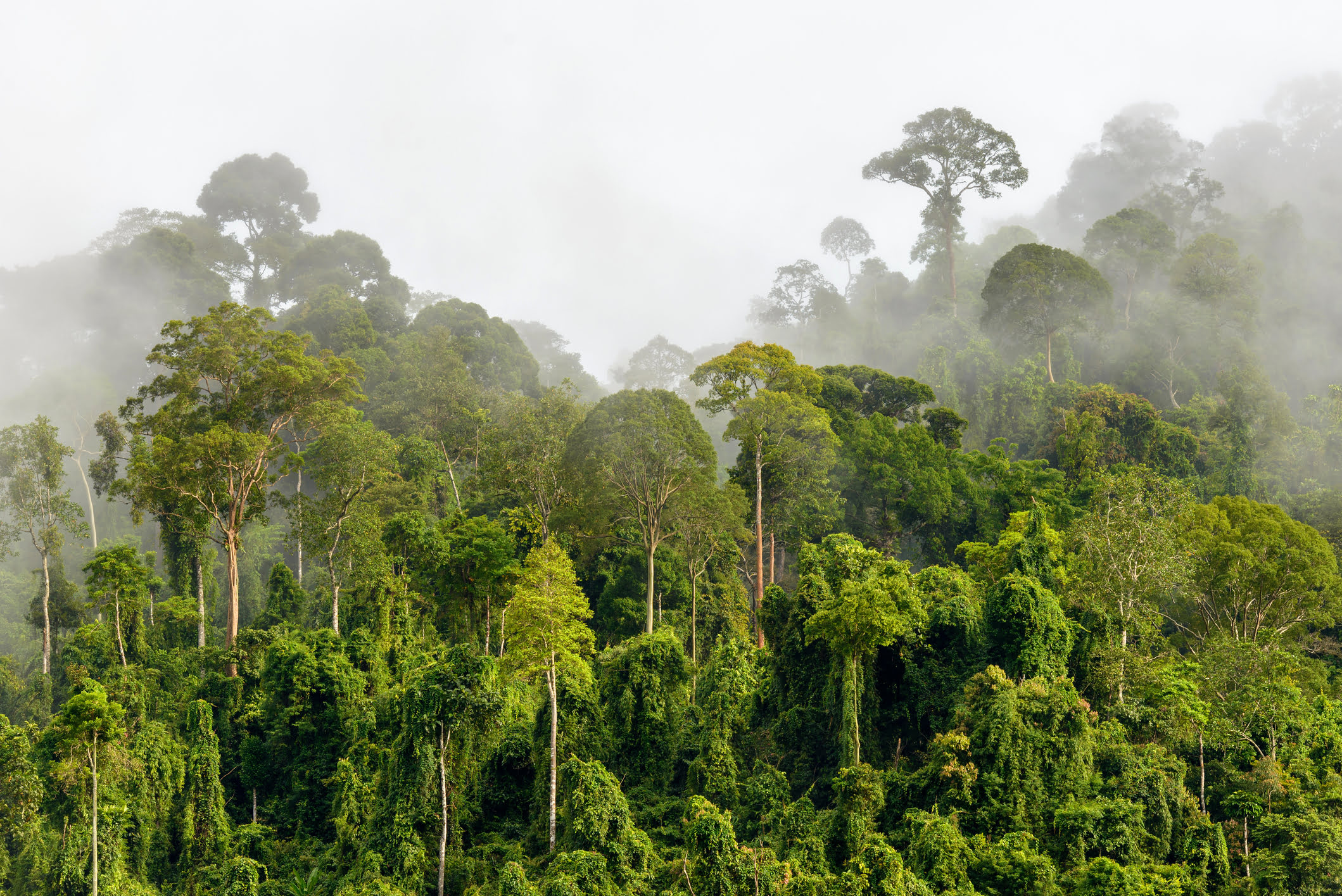 Treetops of Dense Tropical Rainfores