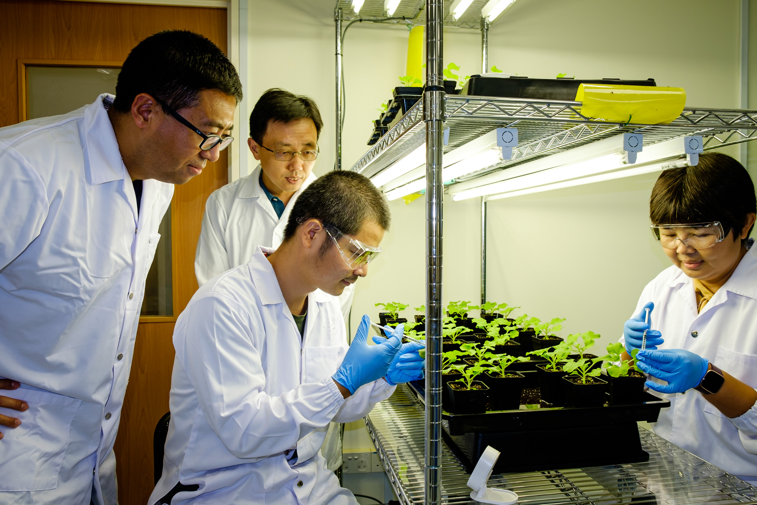 -Bioengineering-crops-to-yield-more-vegetable-oils (1)