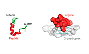 Figure 1: G-quadruplexes are unusual nucleic acid structures that have been implicated in cellular processes and found applications in nanotechnology. In this invention, we  have identified a minimal peptide sequence that binds with high affinity and specificity to parallel-stranded G-quadruplexes. 