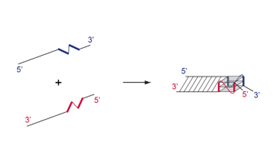 Figure 1: G-quadruplexes (G4) are helical structures formed from the association of four tracts of contiguous guanines. This invention presents an approach to induce the formation of G4 from two complementary sequences, which combines the specificity of Watson-Crick base pairing with the stability associated with robust G4 scaffold
