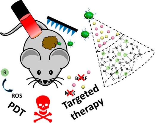 Figure 1: Photodynamically active mesoporous organosilica nanoparticles are synthesised with photosensitisers covalently bonded to the silica matrix, which could dramatically increase the quantum yield and photostability of these photosensitisers. The mesopores of the nanoparticles could be further loaded with small-molecule drugs. As-prepared empty nanoparticles are cytocompatible with normal cells in the dark, while NIR-irradiated drug-loaded nanoparticles show a synergistic killing effect on cancer cells mainly through photodynamic therapy (PDT). When applied topically, microneedle technique could facilitate the penetration of nanoparticles across the epidermis layer of skin to reach deep-seated melanoma sites for the treatment.