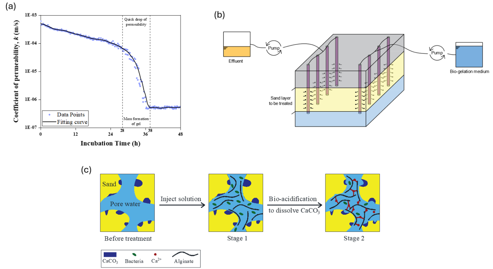 Figure 1 (a) Microscopic view of bio-gelation process; (b) Change of the permeability during the gelation period; (c) Sketch for the application of bio-gelation method in the field 
