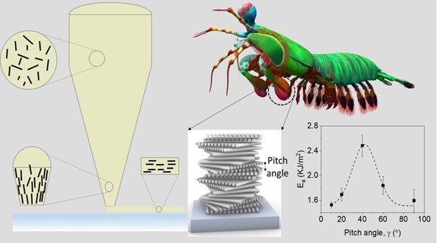 Figure 1: 3D printing with helicoidal microfibre arrangement. 