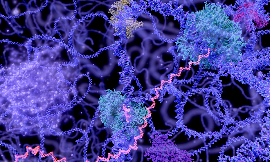 Quadruplex