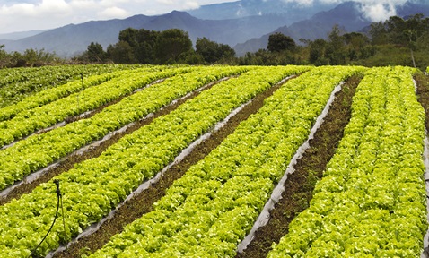 Soil Moisture