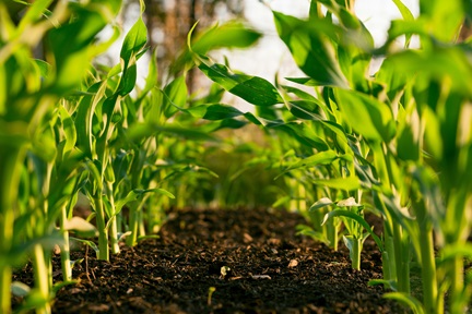 Rows of crops