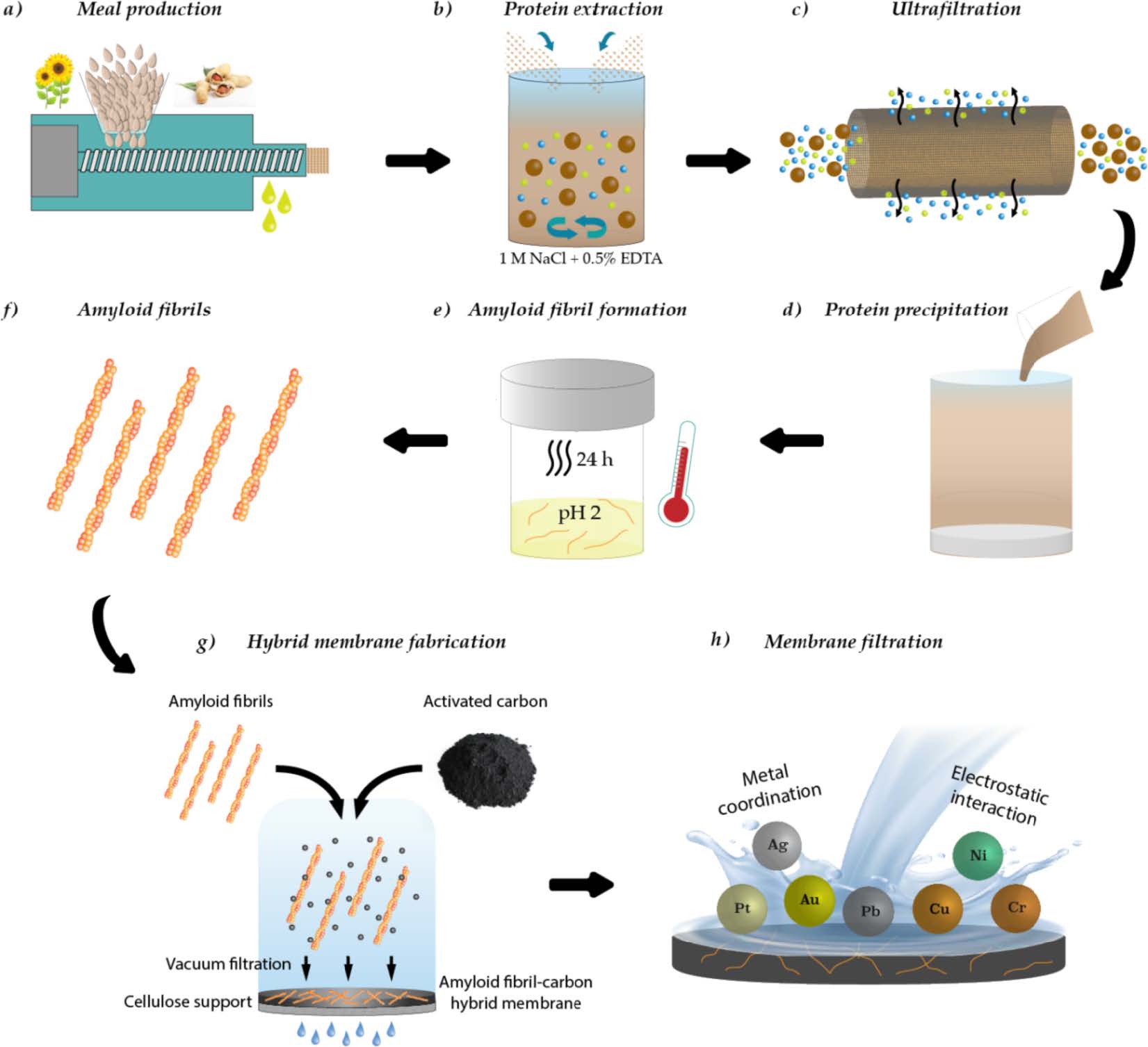 The process of converting plant waste from the production of peanut and sunflower oils to a membrane that can remove heavy metals from water