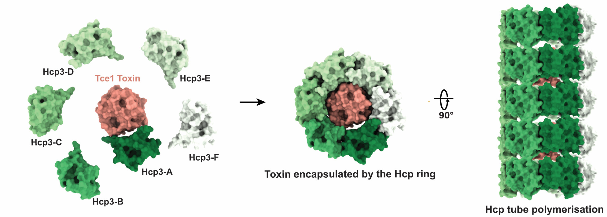 The Hcp proteins encapsulate the toxin and the complexes form a long tube which contracts to deliver the toxins.