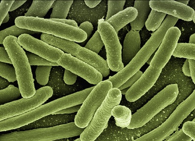 Rod-shaped bacteria