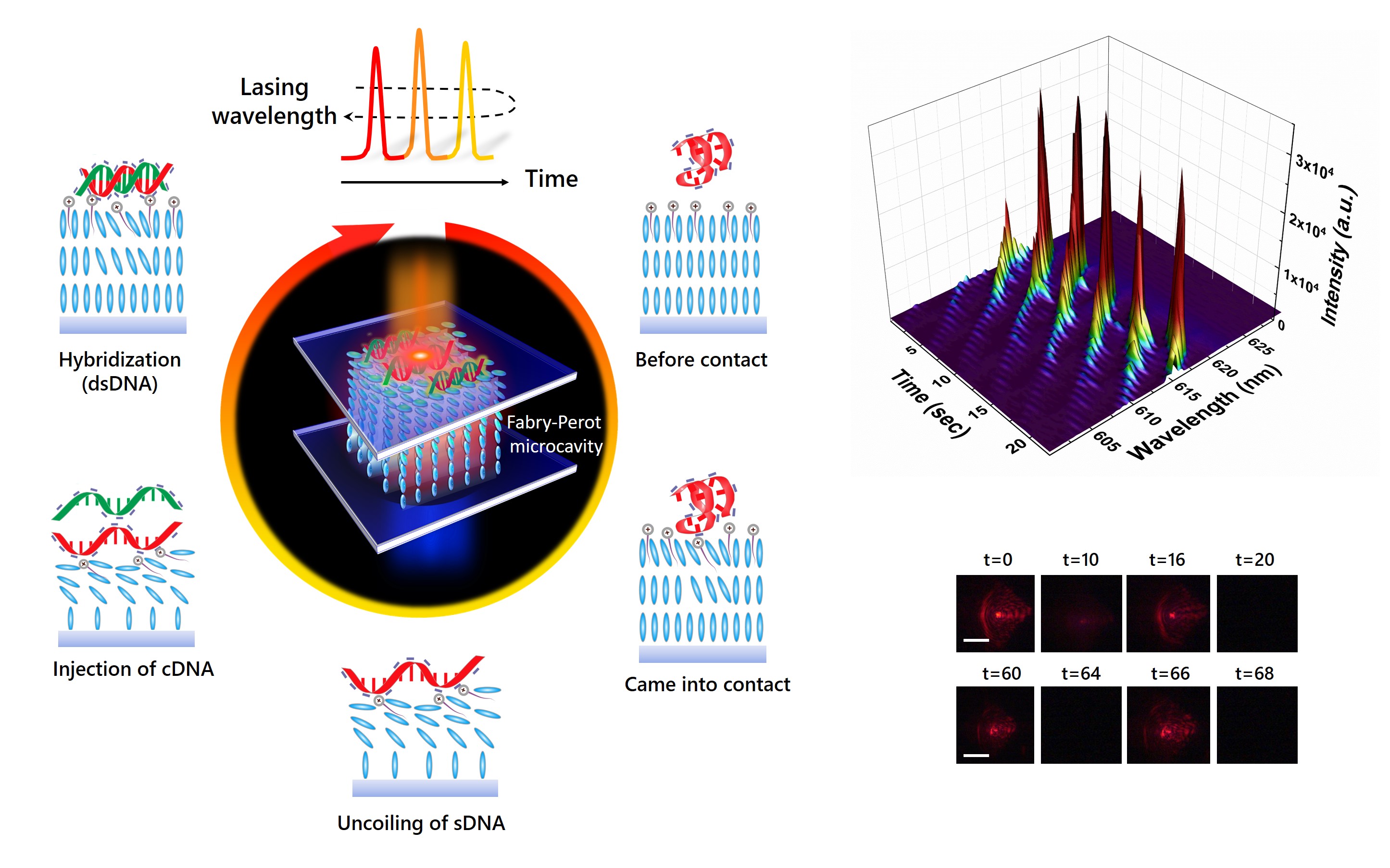 A schematic of DNA binding to liquid crystals