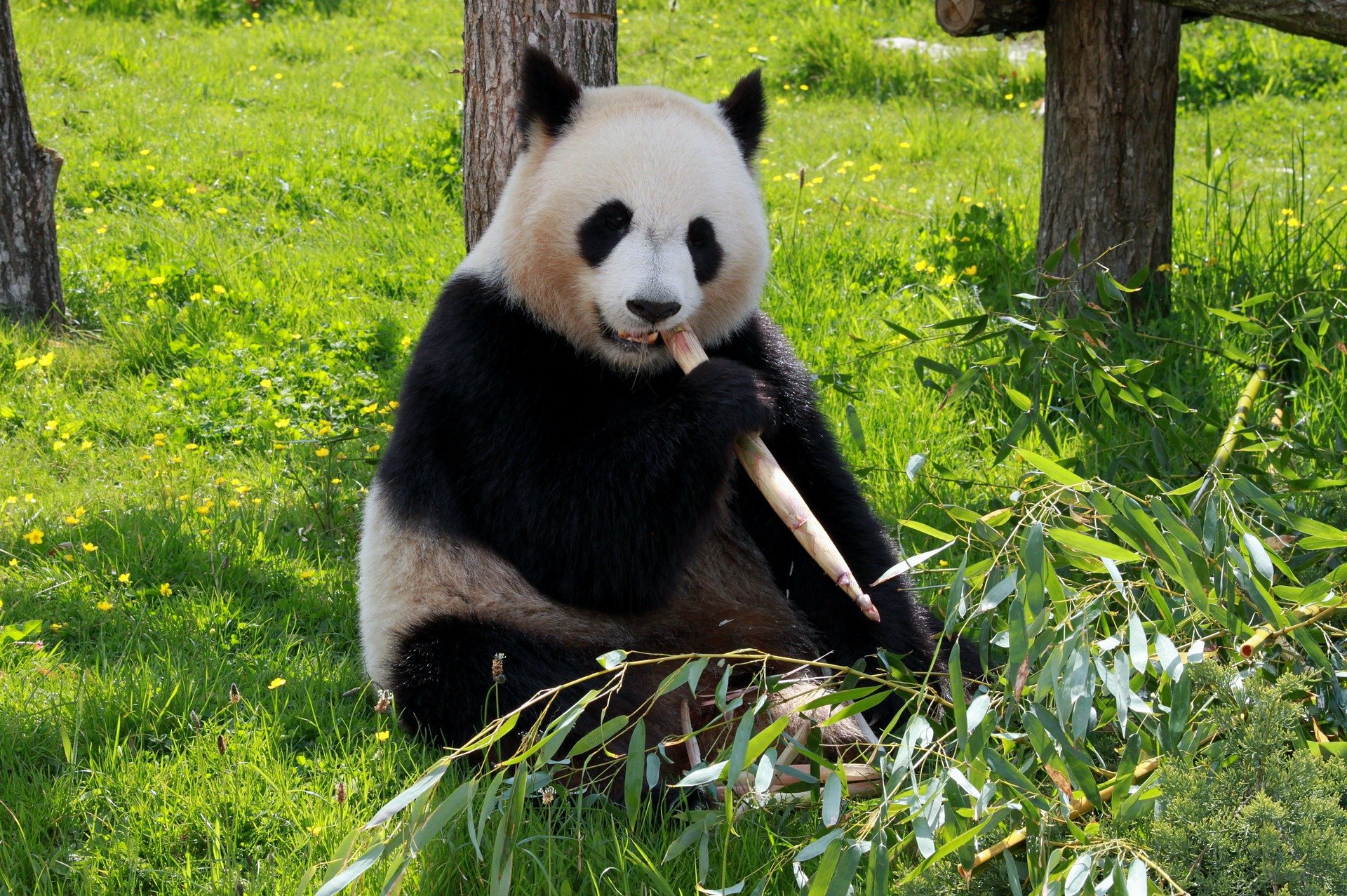 Giant panda