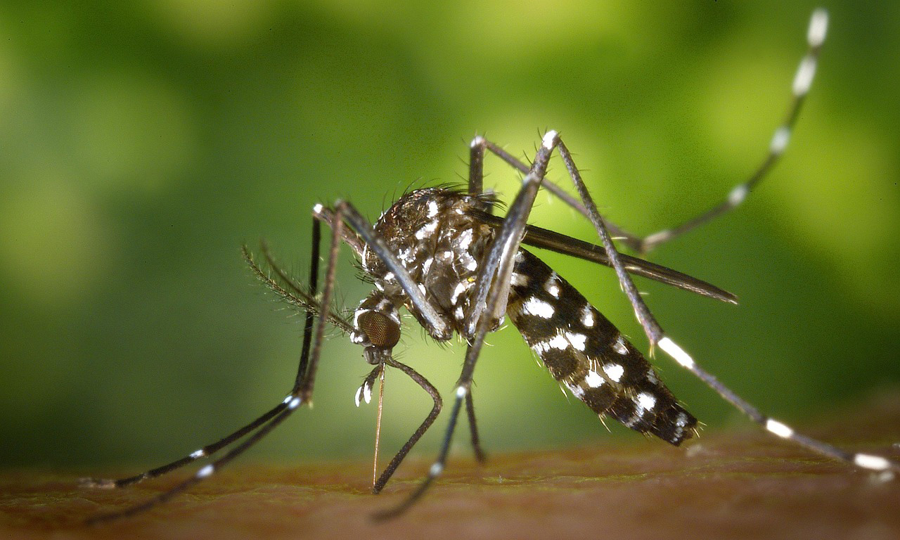 Mosquito on skin