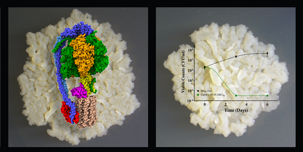 Two forms of a mycobacterial colony