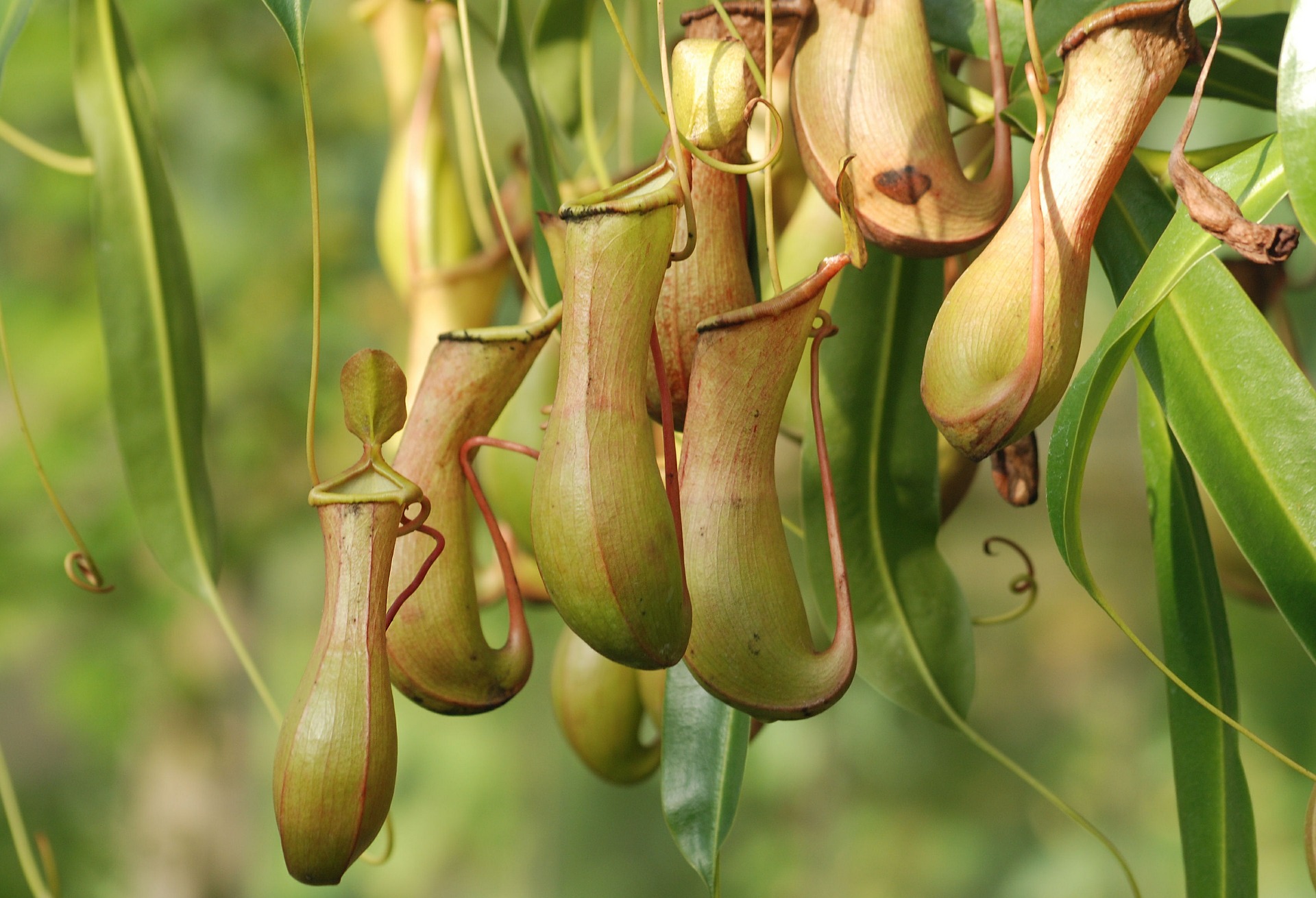 Pitcher plants