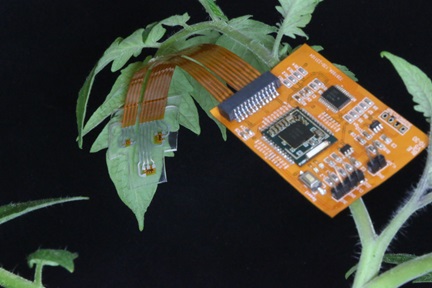 Sensor developed by NTU researchers attached to leaf of plant