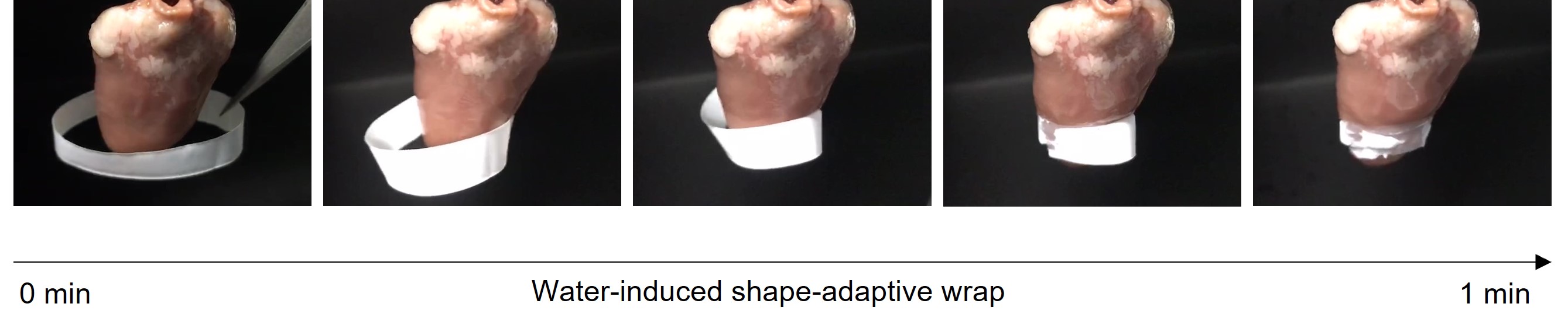 The electrode wrapping around a chicken heart when wet