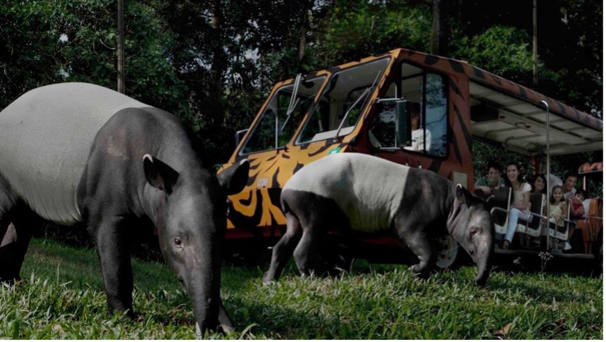 night-safari