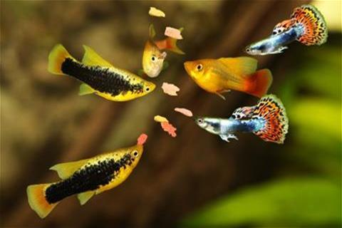 Tropical fish consuming fish feeds