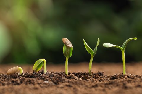 Green seedling growing process in fertile soil