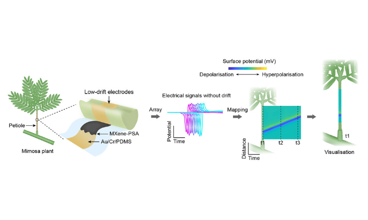 How the low-drift electrode array wrap on a Mimosa petiole records surface potential signals without drift.