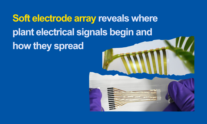 Prof Chen Xiaodong - Soft Electrode Array Sep 2026
