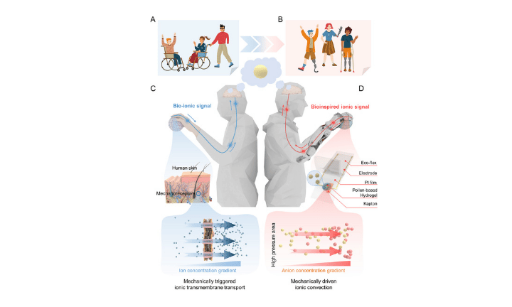 A Pollen-Enhanced Bionic Mechanoreceptor Induced by Asymmetric Ionic Convection in Hydrogel for Sensory-Augmented Prostheses