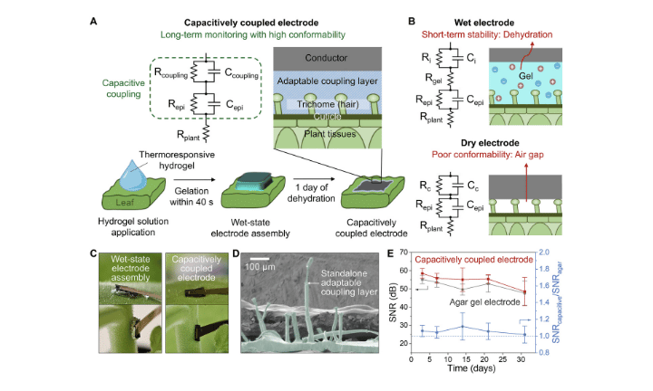 Adaptable thermoresponsive polymer for long-term electrical coupling in plant electrophysiology monitoring