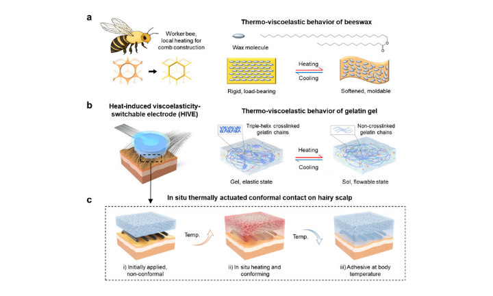 Bioinspired Heat-Induced Viscoelasticity-Switchable Electrodes for Conformal Brain-Computer Interfaces