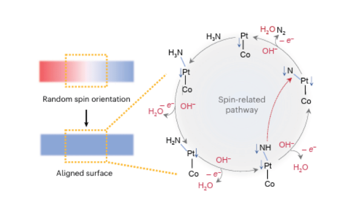 Cooperative spin alignment enhances dimerization in the electrochemical ammonia oxidation reaction