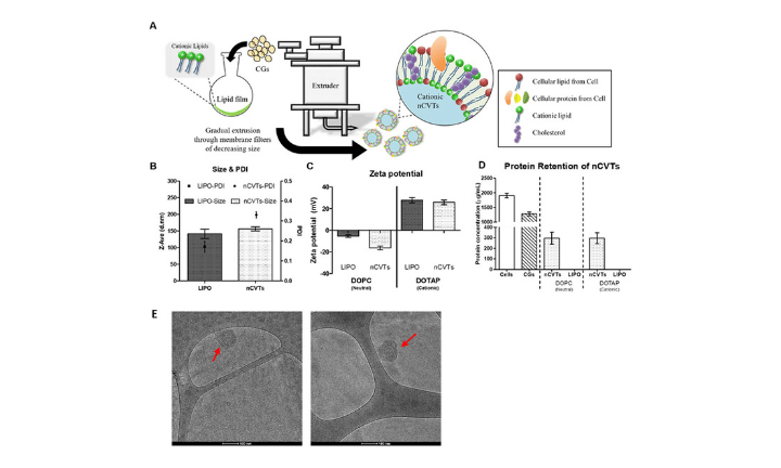 Delivery of Antisense Oligonucleotides Using the Nano-Cell Vesicle Technology System (nCVTs) for Targeted Cancer Therapy