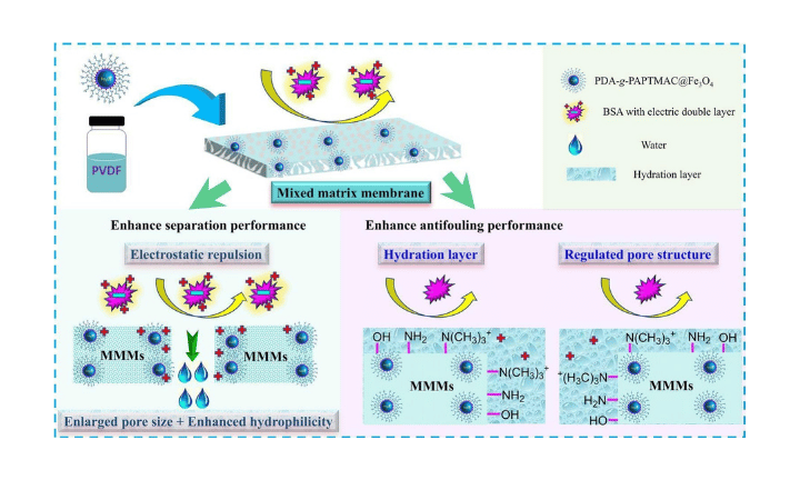 Modulation of mixed matrix membranes with positively charged polymer-grafted nanoparticles for enhanced protein separation and fouling resistance