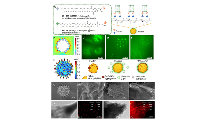 Natural Microgels Overcome Nanoparticle Retention Barriers for Hyperthermia and Tumor Regression