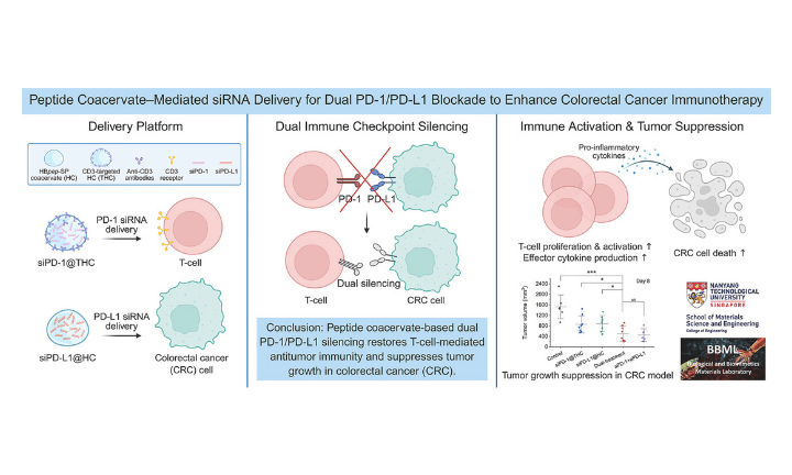 Peptide coacervate–mediated siRNA delivery for dual PD-1/PD-L1 blockade to enhance colorectal cancer immunotherapy