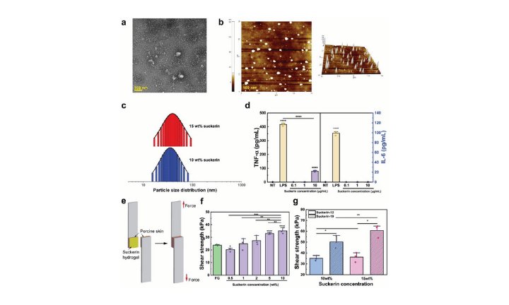 Suckerin Colloids and Hydrogels With Low Immunogenicity as Resorbable and Hemostatic Tissue Adhesives for Wound Healing