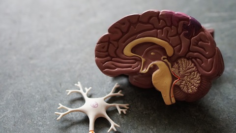 psychopathic brain, criminology, psychopathy