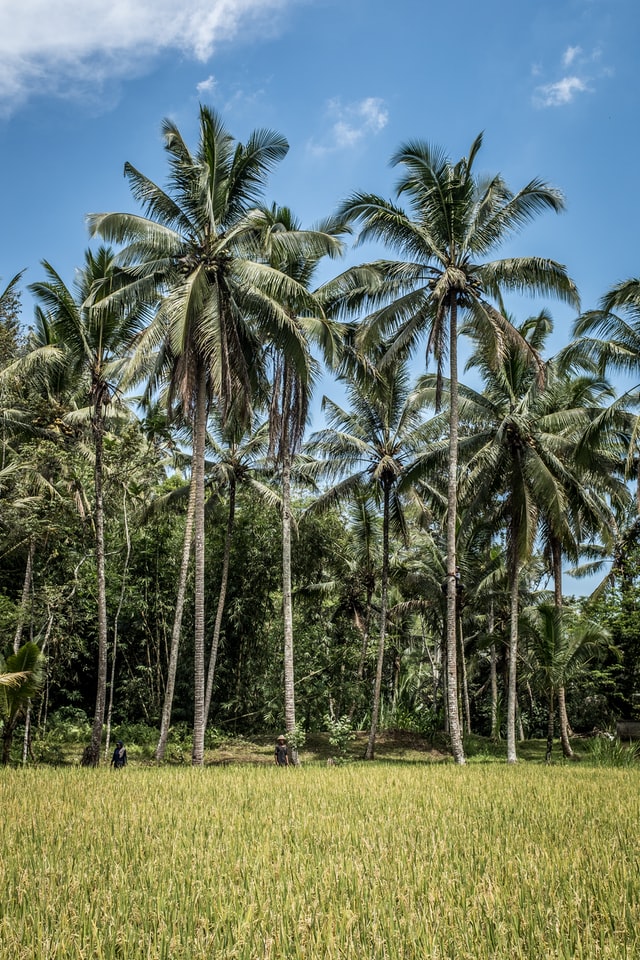 palm trees, indonesia, agriculture, land, class