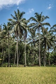 palm trees, indonesia, agriculture, land, class