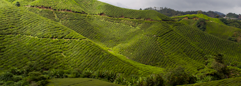 MalaysiaTea
