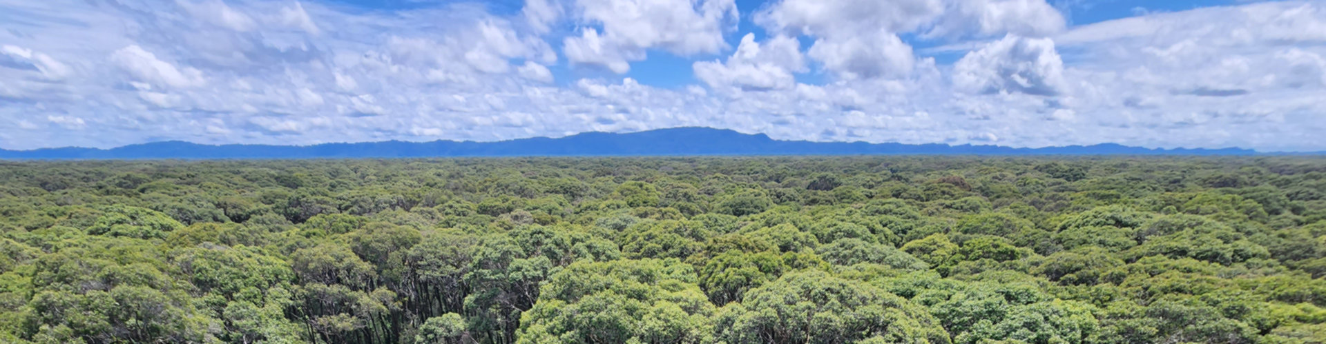 Dynamic Peatlands