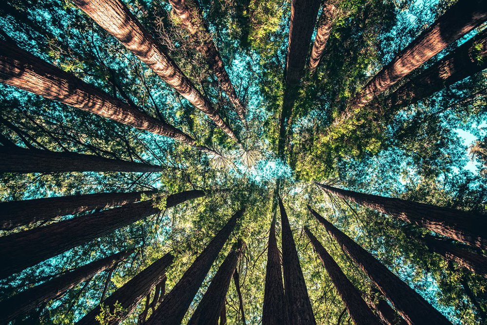 sustainability