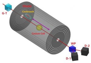 Schematic of the experiment, which uses a highly-sensitive caesium atomic magnetometer to measure the magnetization of a cockroach. Figure credit: Kong et al.