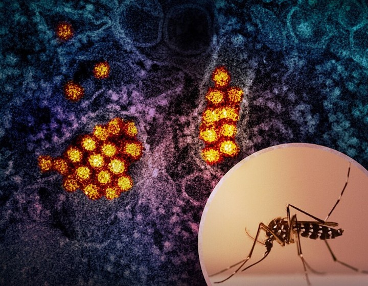 Aedes mosquito and illustration of dengue particles. Credit: Wikimedia Commons