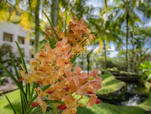 NIE NTU Orchid